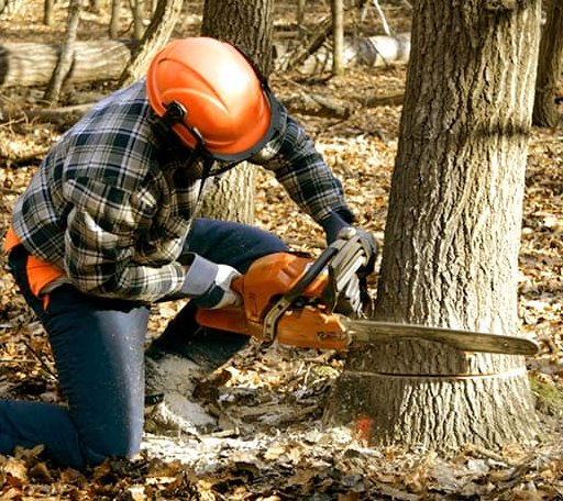 Tree Removal in Evansville, IL